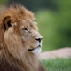 majestic lion